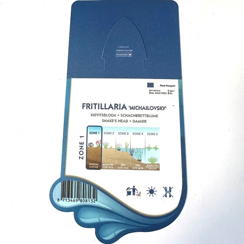 Fritillaria 'Michailovsky'-Kievitsbloem