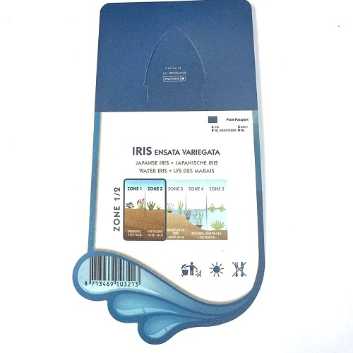 Iris ensata variegata-Japanse iris