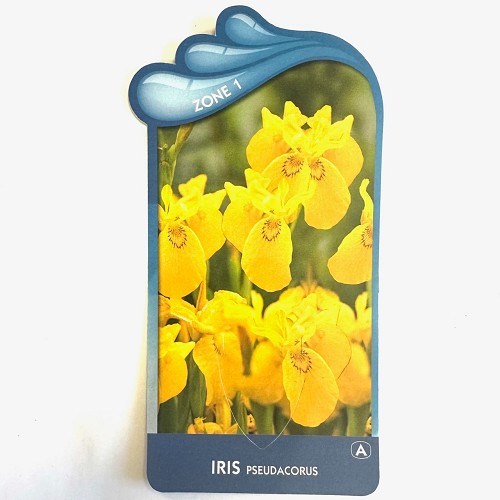 Iris pseudacorus - Gele lis