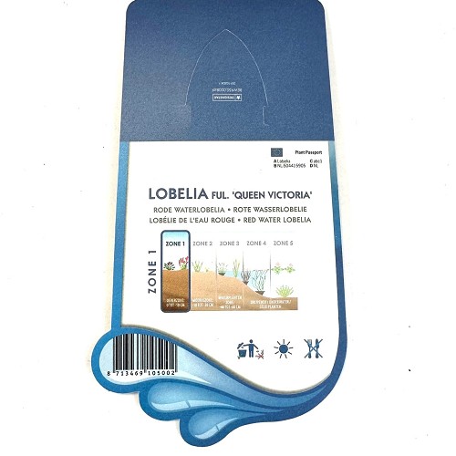 Lobelia ful.'Queen Victoria'