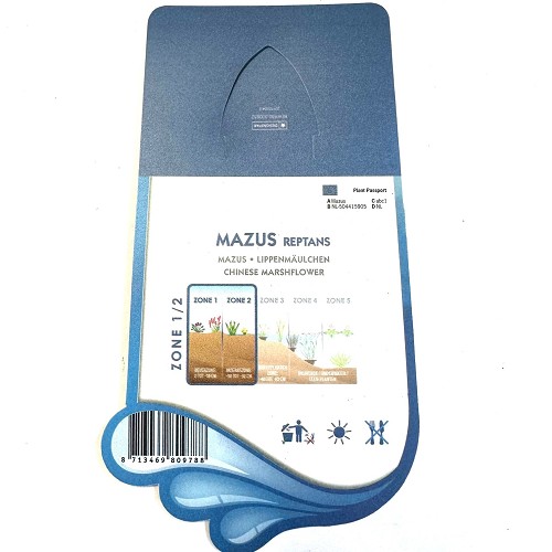 Mazus reptans - Mazus