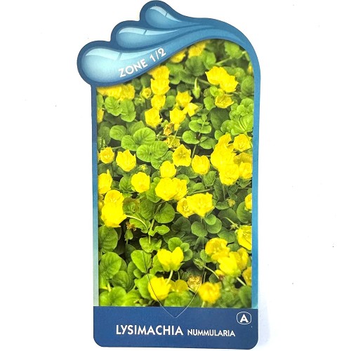 Lysimachia nummularia- Penningkruid