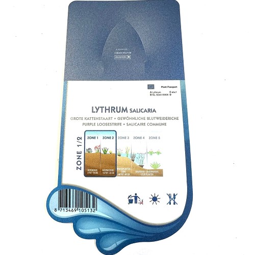 Lythrum salicaria - Grote kattenstaart