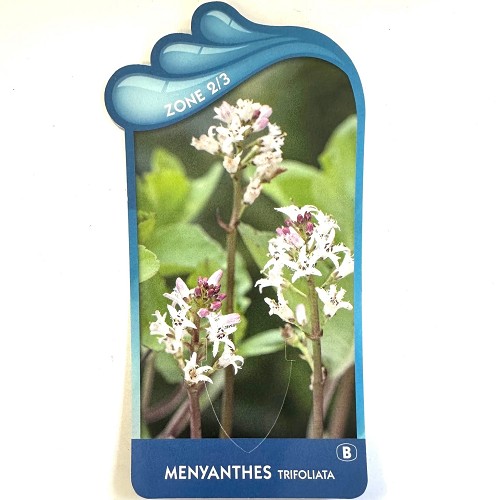 Menyanthes trifoliata- Waterdrieblad