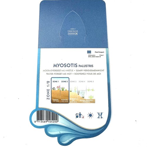 Myosotis palustris - Moeras vergeet mij