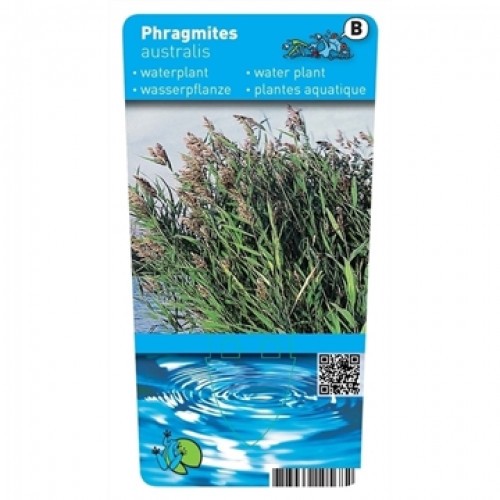 Phragmites australis