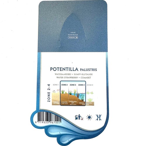 Potentilla palustris- Wateraardbei