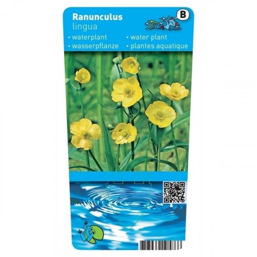 Ranunculus lingua