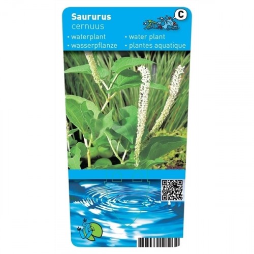 Saururus cernuus