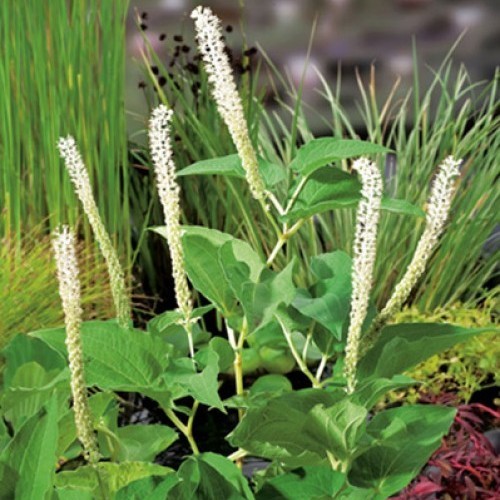 Saururus cernuus