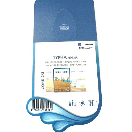 Typha minima-Dwerglisdodde