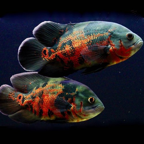 Astronotus ocellatus tiger - Oscar tigre 4-5 cm