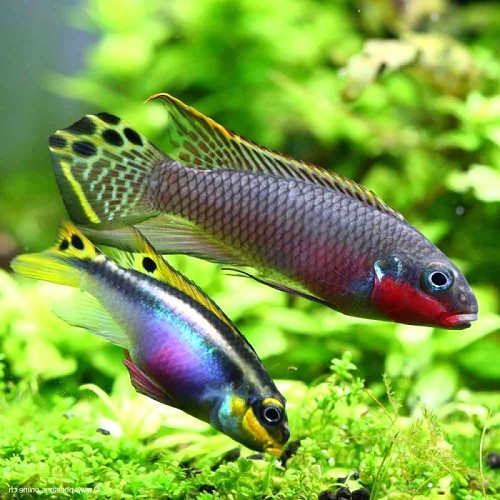 Pelvicachromis taeniatus Nigeria red 3,5 -4 cm