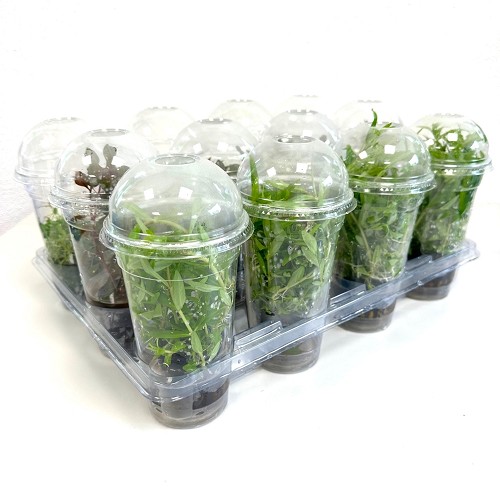 Assortiment voorgrond planten in beker