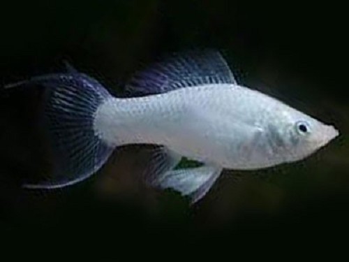 Poeciliidae sphenops golddust - Molly poussière d'or M