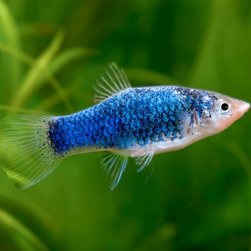 Xiphophorus maculatus - Platy bleu M