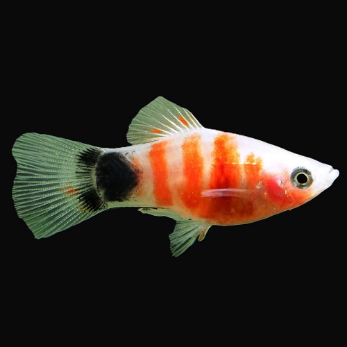 Xiphophorus maculatus - Platy tiger Mickey Mouse  M