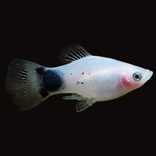 Xiphophorus maculatus - Platy blanc Mickey Mouse  M