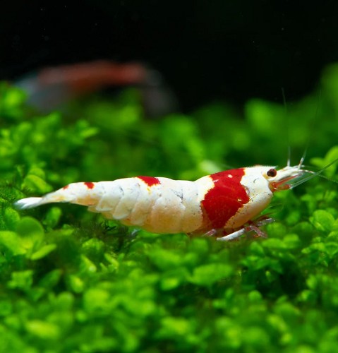 Caridina pure red line - Crevette pure red line(1.5-2 cm)