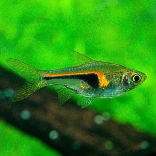 Rasbora hengeli L