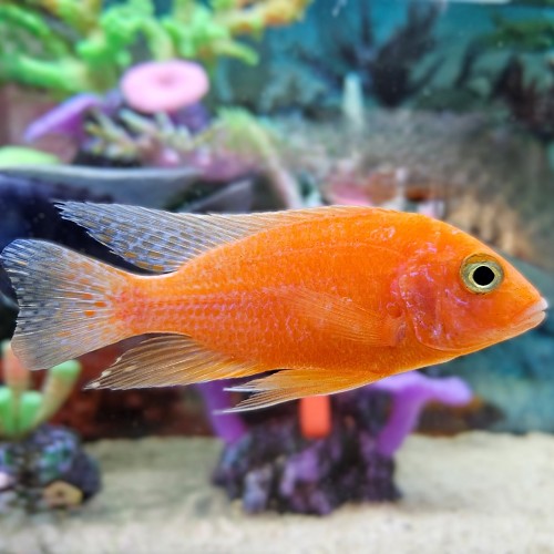 Aulonocara red dragon