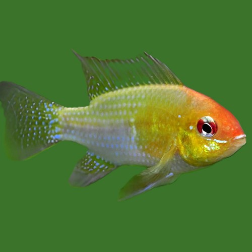 Apistogramma ramirezi red gold - Cichlidé nain de ramirez or M