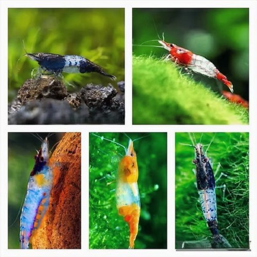 Neocaridina sp.assorti rili shrimp
