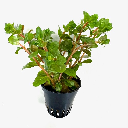 Rotala yao-yai en pot