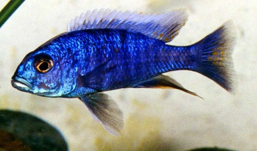 Sciaenochromis ahli 5-6 cm