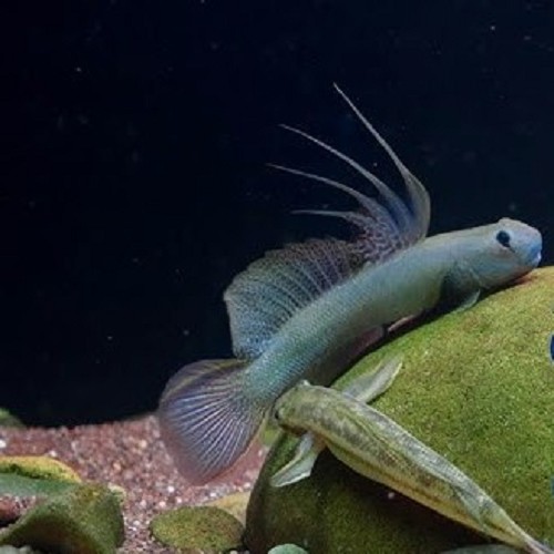 Sicyopterus microcephalus 7 cm.