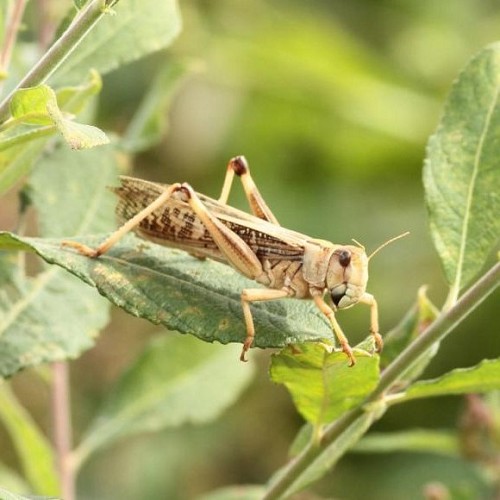 Sauterelles Locusta migratoria taille 8, adulte,  boîte