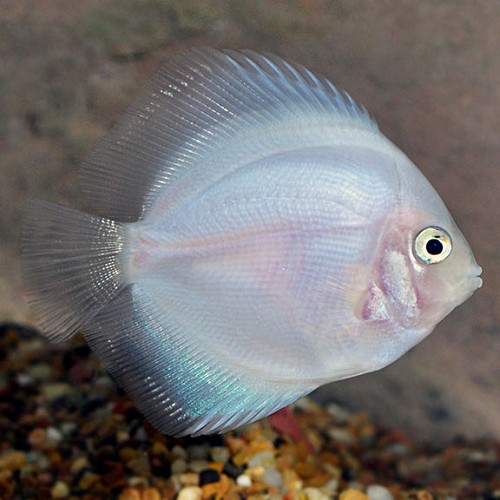 Symphysodon aequifasciatus-Discus comme neige 6-7