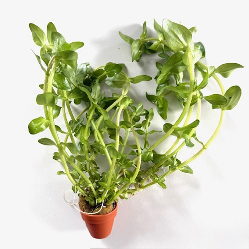 Bacopa caroliniana - Herbe du pauvre homme en terra cotta pot
