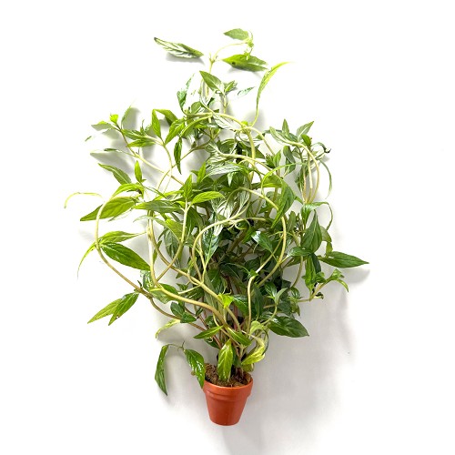 Hygrophila pantanl 'wavy - Hygrophile à feuilles étroites en terra cotta pot