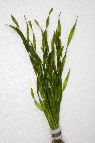 Vallisneria asiatica (feuille torsadée) bouquet