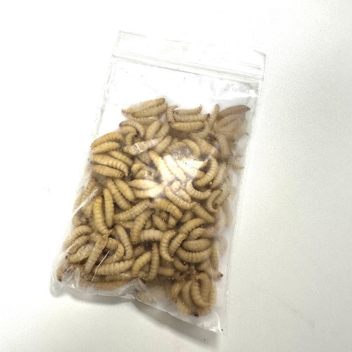 Larves de fausse teigne congelé 50 gram