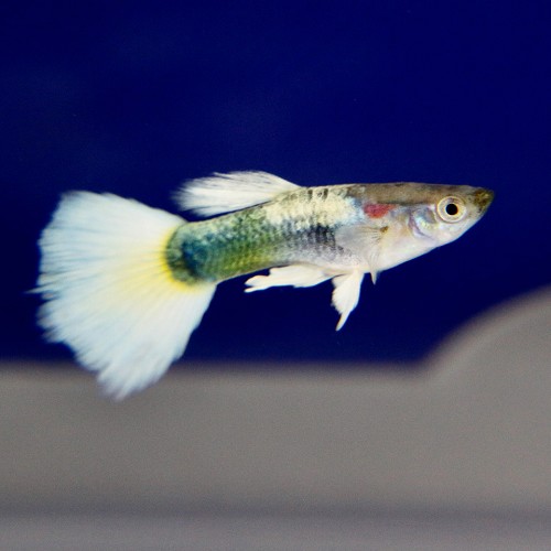 Poecilia reticulatus, Lebistes reticulatus - Guppy male white tuxedo M