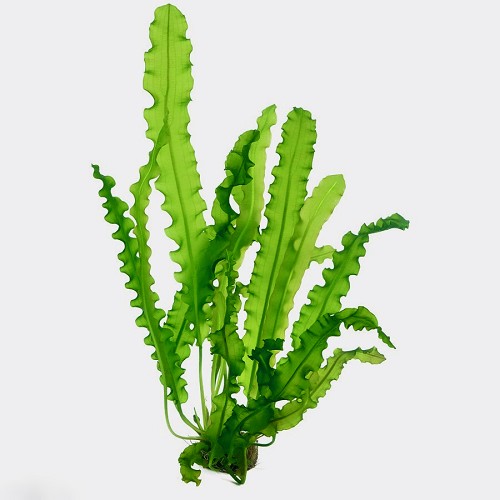 Aponogeton longiplumulosus bulbes