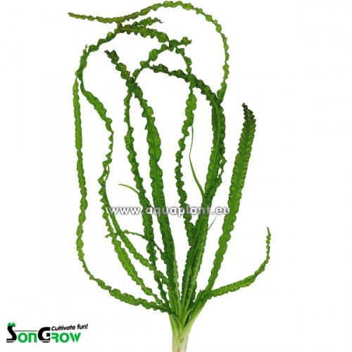 Crinum calamistratum bulbe de plante