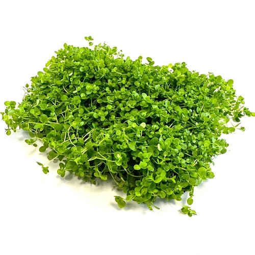 Micranthemum monte carlo sur un filet d'acier 15x10 cm