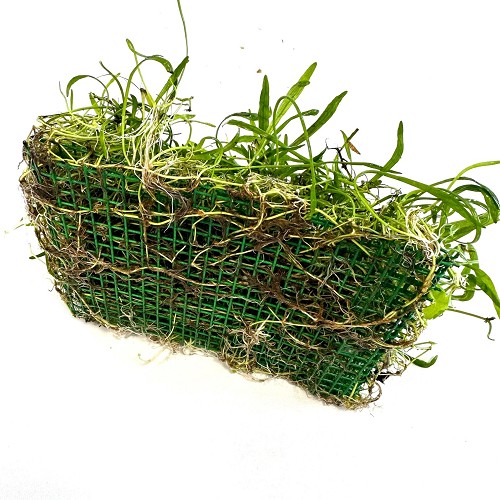 Lilaeopsis novae-zelandiae sur un filet d'acier 16x11 cm