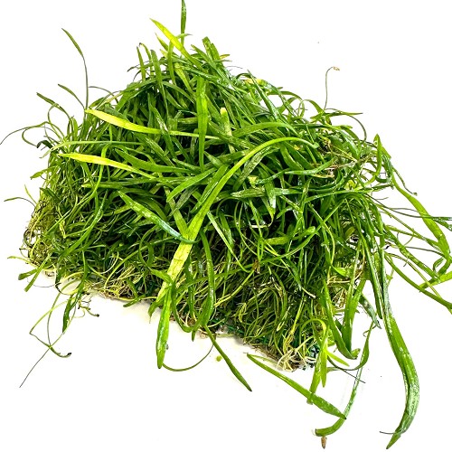 Lilaeopsis novae-zelandiae sur un filet d'acier 16x11 cm