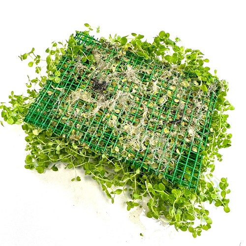 Micranthemum umbrosum sur un filet d'acier 15x10 cm