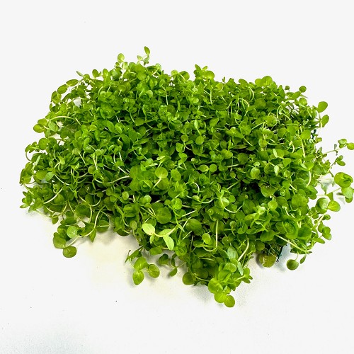 Micranthemum umbrosum sur un filet d'acier 15x10 cm