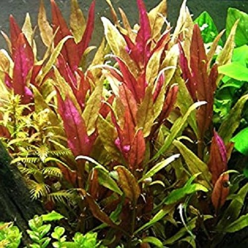 Alternanthera rosaeofolia en pot