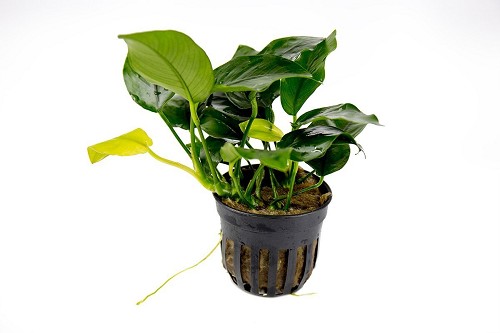 Anubias nana en pot