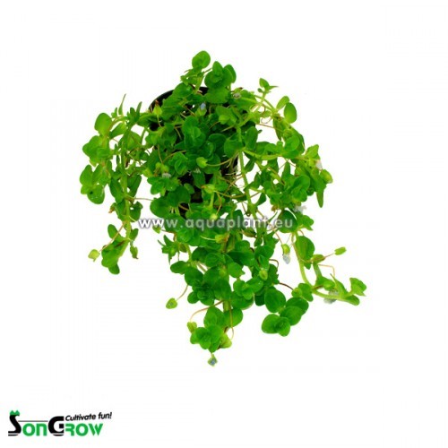 Bacopa australis en pot
