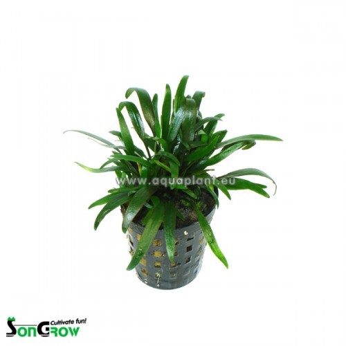 Cryptocoryne parva - Cryptocoryne naine en pot