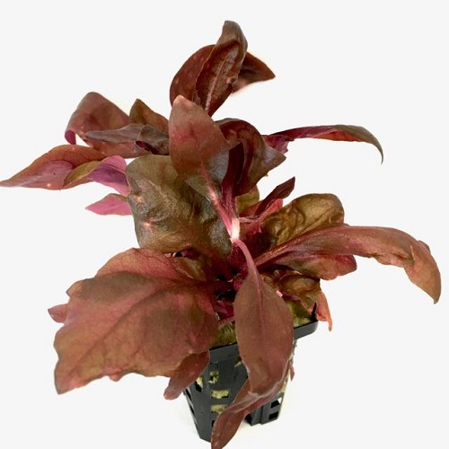 Alternanthera cardinalis double rouge en pot