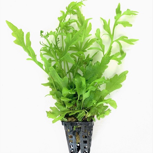 Ceratopteris cornuta - Fougère de Sumatra en pot